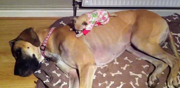 吉娃娃和它的丹麦猎犬软床 两只有爱相拥而眠