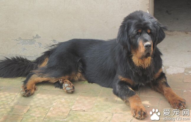 路遇藏獒怕它伤人 热心市民“跟踪”一小时