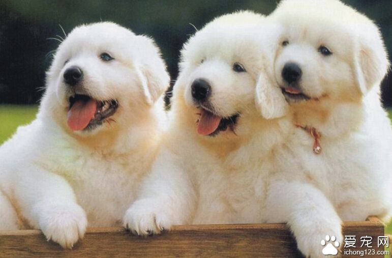 狗狗打喷嚏吃什么药 找出狗狗打喷嚏的原因