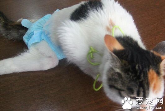 “猫坚强”摘除内脏 装假肢学走路