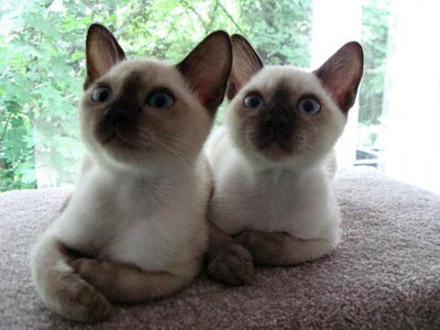 巴厘猫多少钱 它的价格不是很高