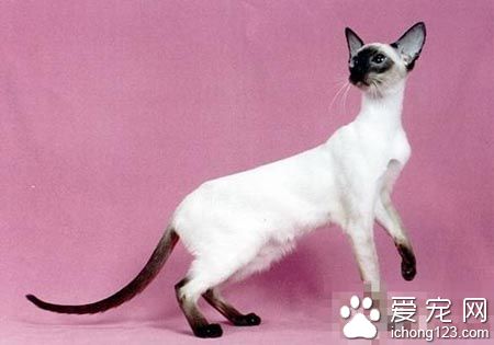 巴厘猫多少钱一只 价格在2000到5000之间