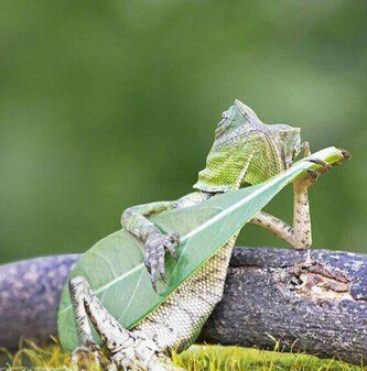 抱着吉他忘情演奏的野生龙蜥