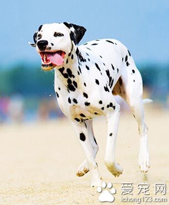 大麦町犬训练难度 能积极接受主人的训练