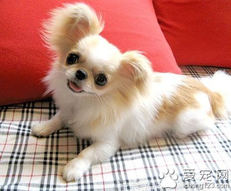 京巴狗将成为成吉祥物 为各国组织拉拉队