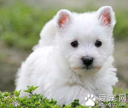 西高地白梗的训练方法 重复性的训练