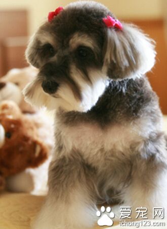 雪纳瑞聪明吗 智商排名第12位