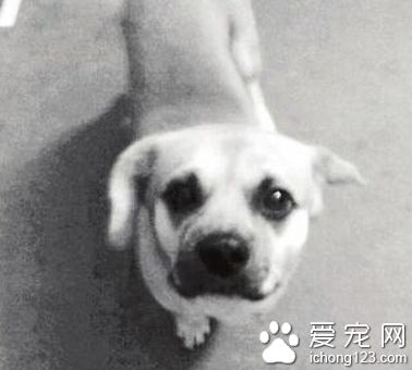 腊肠犬“来福”走失 主人苦心寻找希望得到帮助