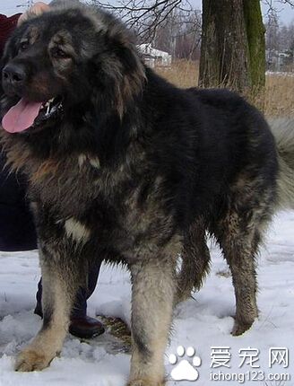 高加索犬咬人吗 千万不要去惹怒它