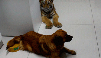 你TM是老虎啊！你造吗！