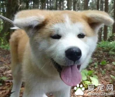 一岁还垂着耳朵的秋田 感觉萌萌哒