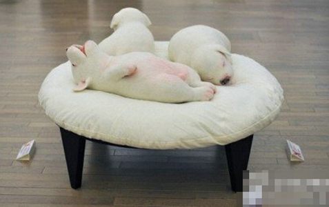 牛头梗的婴儿时期更加可爱