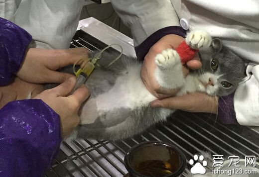 英国短毛猫突患腹膜炎 主人最终将其安乐死