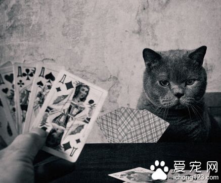 这只叫做TOM的英国短毛猫已经红遍全球了你还不认识它吗