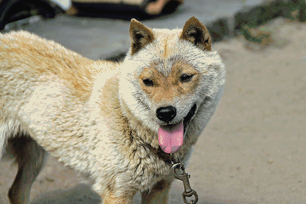 日本一柴犬走红：外形酷似羊的狗狗“刚酱”