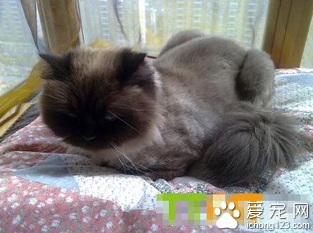 猫睡觉的时候抽搐 正常情况不会发生抽搐