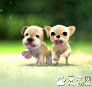 狗狗怎样训练 狗狗坐下别动的训练