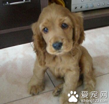 可卡咬人吗 不会随意去攻击人类