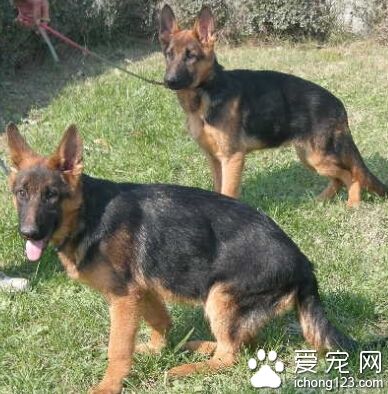 哪里有卖德国牧羊犬的 很多销售途径购买