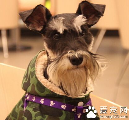 给狗狗吃什么 要注意搭配保证营养均衡