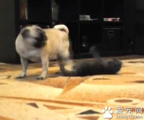 小灰猫超萌偷袭巴哥犬 画面相当有趣