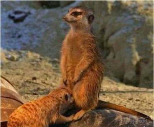 动物界也有情调啊