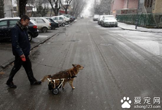 塞尔维亚“程序猿”为伤残宠物狗自制轮椅
