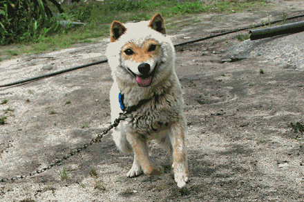 日本一柴犬走红：外形酷似羊的狗狗“刚酱”