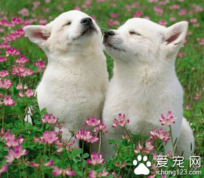 狗怕什么味道 狗狗的嗅觉十分发达