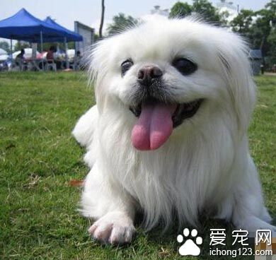 “穿戴一新”的京巴狗随嫁 也跟随进洞房