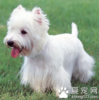  西高地白梗能长多大 该犬属于小型犬