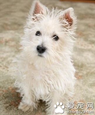 西高地白梗的粘人程度 是比较粘人的狗狗