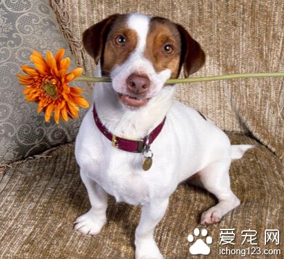 狗狗吃什么吐什么 给狗狗适量运动