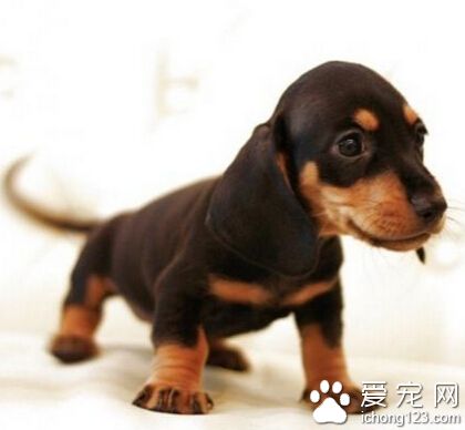 腊肠犬从阳台摔下来 疑似6岁男童故意丢下