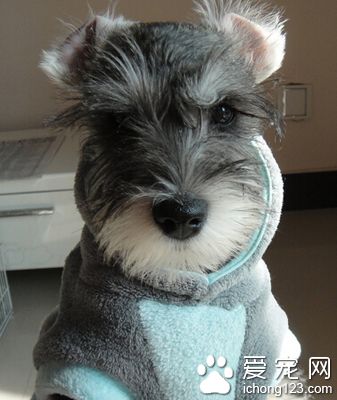 雪纳瑞好还是泰迪好 都有各自的特点