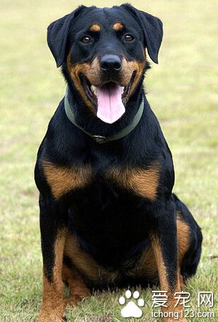 罗威纳犬冬天怕冷吗 注意给它保暖