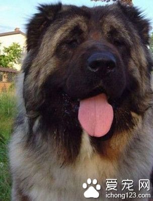高加索犬怎么样 不适合与小朋友做伴