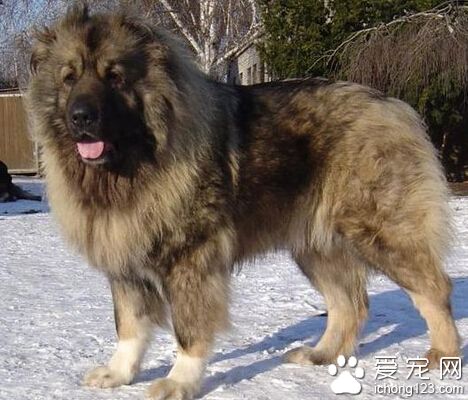 高加索犬乍看之下跟万兽之王─狮子挺神似的呢