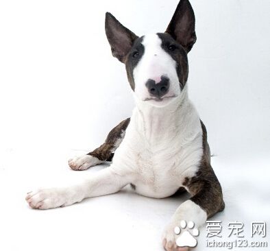 牛头梗凶吗 具有强烈的争斗性