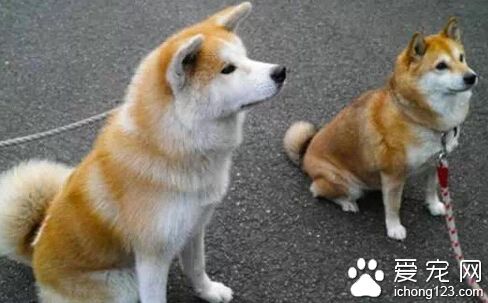 一岁还垂着耳朵的秋田 感觉萌萌哒