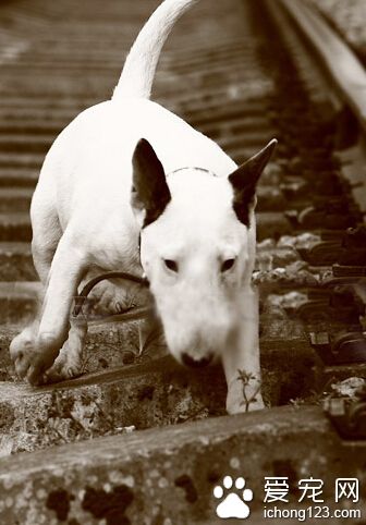 牛头梗上火的处理方法