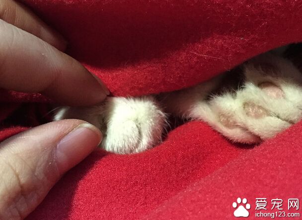 英国短毛猫突患腹膜炎 主人最终将其安乐死