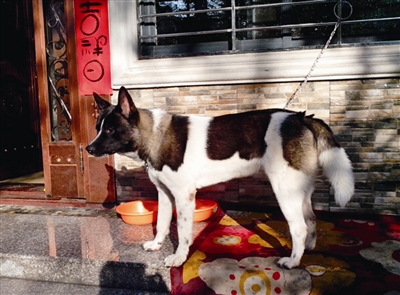 猖狂小偷小区掳走秋田犬 失主伤心求帮忙寻找