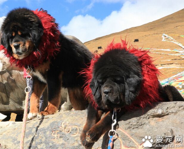 藏獒闹市闲逛 警察用火腿肠将其带走