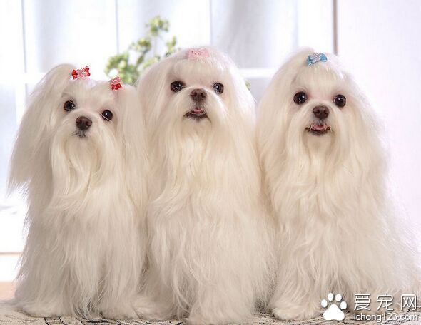 狗狗吐吃什么药 紧急处理：藿香正气液