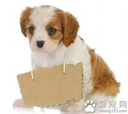 训练狗狗口令 犬具有敏锐的听分析器