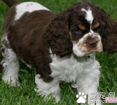 可卡怎么训练 狗狗大小便的训练