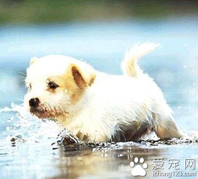 狗狗吃什么调理肠胃 可能出现呕吐腹泻