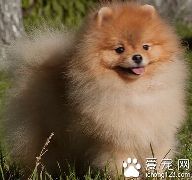 一只娇小可爱的博美犬居然能拖动40斤重物散步