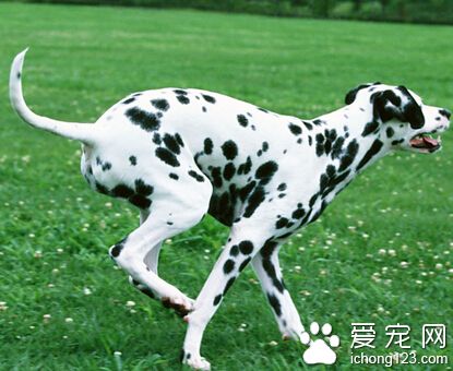 大麦町犬的喂食要点 饲料一定要新鲜而干净